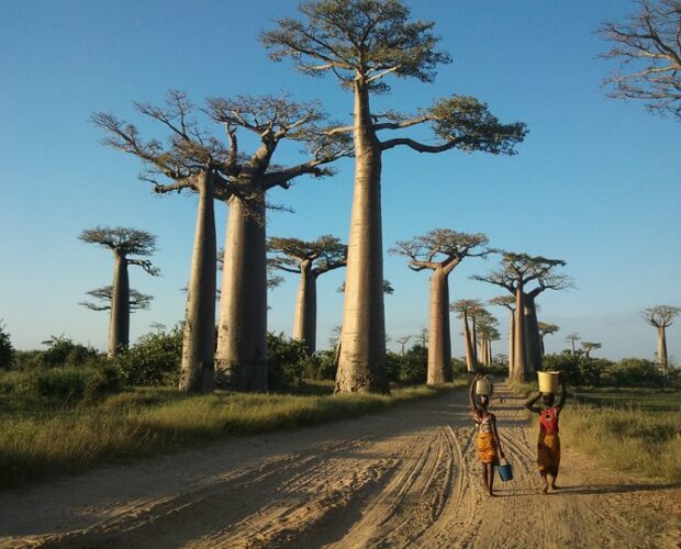 L'allée des baobabs