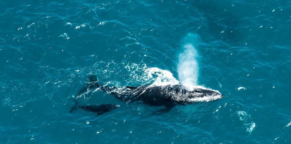 Destination Nature Baleine de Madagascar