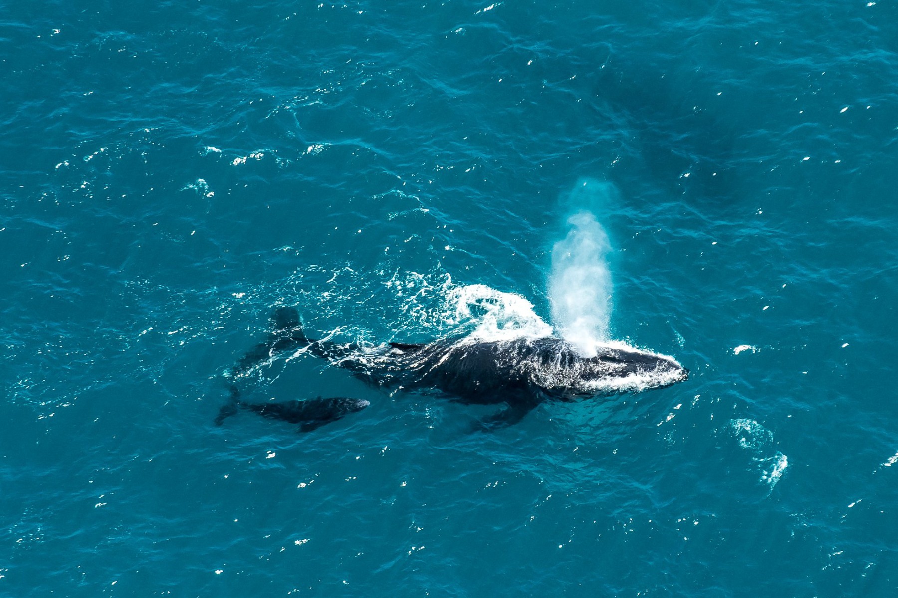 Destination Nature Baleine de Madagascar