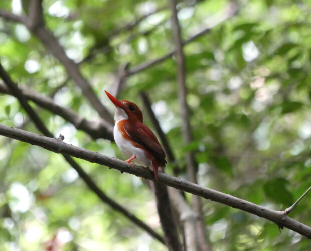 Oiseaux de Madagascar