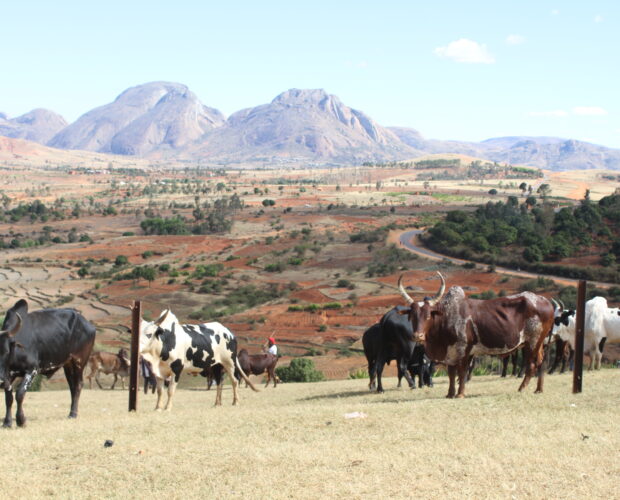 La route du Sud de Madagascar