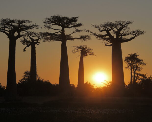L'allée des baobabs