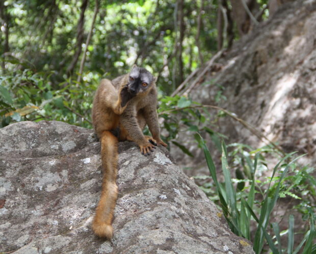 Lémuriens de Madagascar