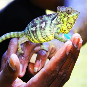 cameleon